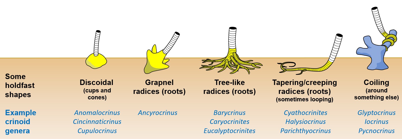 Diagram of differing forms of crinoid holdfasts.